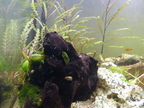 Aquarium
